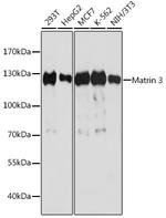 MATR3 Antibody in Western Blot (WB)