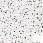 POLR2B Antibody in Immunohistochemistry (Paraffin) (IHC (P))