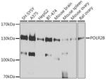 POLR2B Antibody in Western Blot (WB)