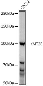 KMT2E Antibody in Western Blot (WB)