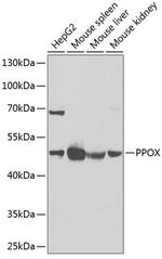 PPOX Antibody in Western Blot (WB)