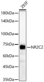 NR2C2 Antibody in Western Blot (WB)