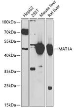 MAT1A Antibody in Western Blot (WB)