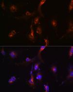 NFS1 Antibody in Immunocytochemistry (ICC/IF)