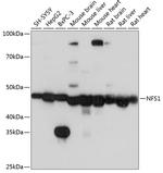 NFS1 Antibody in Western Blot (WB)