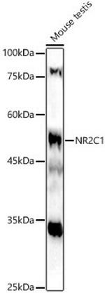 TR2 Antibody in Western Blot (WB)