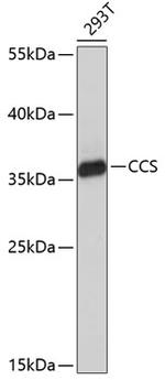 CCS Antibody in Western Blot (WB)