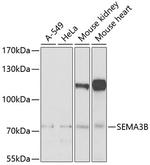 SEMA3B Antibody in Western Blot (WB)