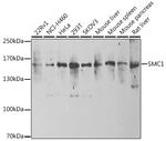 SMC1 Antibody in Western Blot (WB)