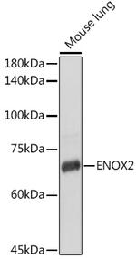 ENOX2 Antibody in Western Blot (WB)