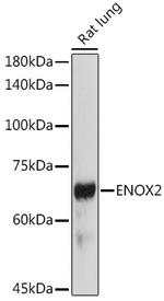 ENOX2 Antibody in Western Blot (WB)