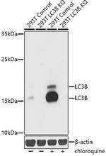 LC3B Antibody in Western Blot (WB)