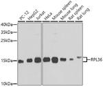 RPL36 Antibody in Western Blot (WB)