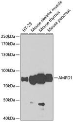 AMPD1 Antibody in Western Blot (WB)