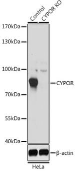 Cytochrome P450 Reductase Antibody in Western Blot (WB)