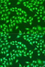 Viperin Antibody in Immunocytochemistry (ICC/IF)