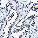 MSRB2 Antibody in Immunohistochemistry (Paraffin) (IHC (P))