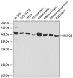 RSPO3 Antibody in Western Blot (WB)