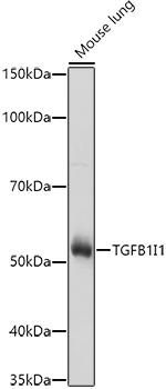 HIC5 Antibody in Western Blot (WB)