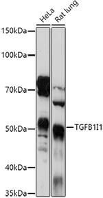 HIC5 Antibody in Western Blot (WB)