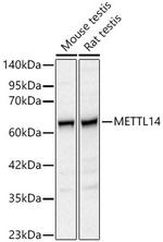 METTL14 Antibody in Western Blot (WB)