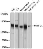 MTHFD1 Antibody in Western Blot (WB)