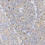 HDGFRP3 Antibody in Immunohistochemistry (Paraffin) (IHC (P))