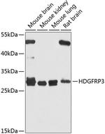 HDGFRP3 Antibody in Western Blot (WB)