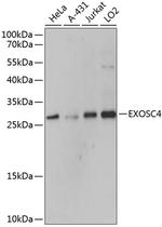 EXOSC4 Antibody in Western Blot (WB)