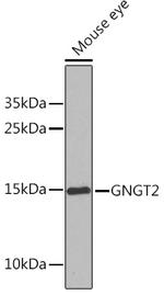 GNGT2 Antibody in Western Blot (WB)