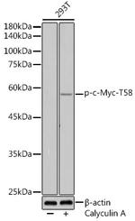 Phospho-c-Myc (Thr58) Antibody in Western Blot (WB)