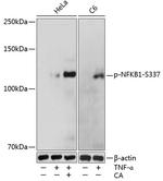 Phospho-NFkB p105/p50 (Ser337) Antibody in Western Blot (WB)