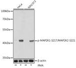 Phospho-MEK1/MEK2 (Ser217, Ser221) Antibody in Western Blot (WB)