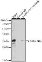 Phospho-CDK1 (Thr161) Antibody in Immunoprecipitation (IP)