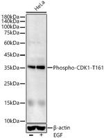 Phospho-CDK1 (Thr161) Antibody in Western Blot (WB)