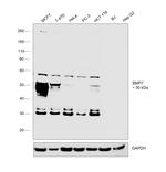 BMP-7 Antibody in Western Blot (WB)