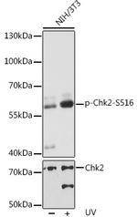 Phospho-CHK2 (Ser516) Antibody in Western Blot (WB)