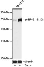 Phospho-eIF4G (Ser1108) Antibody in Western Blot (WB)