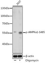 Phospho-AMPK alpha-1 (Ser485) Antibody in Western Blot (WB)