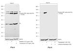 Phospho-IRE1 alpha (Ser724) Antibody in Western Blot (WB)