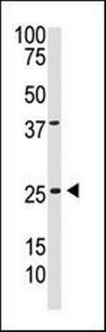 PDGF-B Antibody in Western Blot (WB)