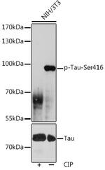 Phospho-Tau (Ser416) Antibody in Western Blot (WB)