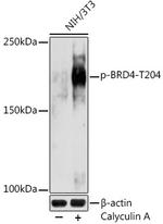 Phospho-BRD4 (Thr204) Antibody in Western Blot (WB)