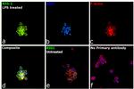 RIG-I Antibody in Immunocytochemistry (ICC/IF)