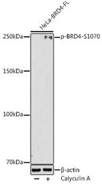 Phospho-BRD4 (Ser1070) Antibody in Western Blot (WB)