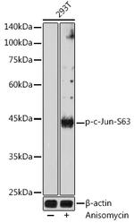 Phospho-c-Jun (Ser63) Antibody in Western Blot (WB)