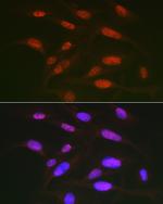 Phospho-c-Jun (Thr91) Antibody in Immunocytochemistry (ICC/IF)