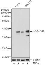 Phospho-IkB alpha (Ser32) Antibody in Western Blot (WB)