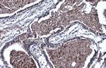 TMPRSS2 Antibody in Immunohistochemistry (Paraffin) (IHC (P))