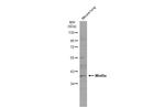 WNT9A Antibody in Western Blot (WB)